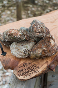 Large Oyster. Mersea oysters.