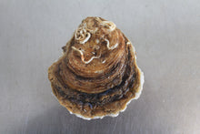 Load image into Gallery viewer, Large Native Oyster (No. 1) - Richard Haward&#39;s Oysters